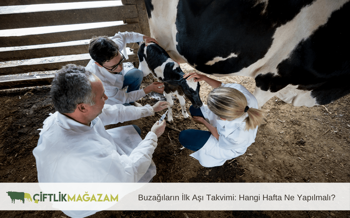 buzağıların ilk aşı takvimi