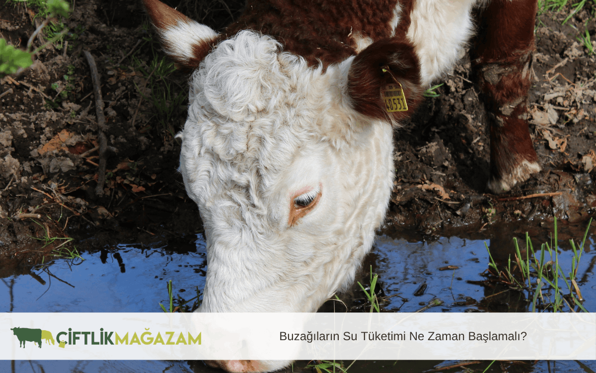 buzağıların su tüketimi ne zaman başlamalı
