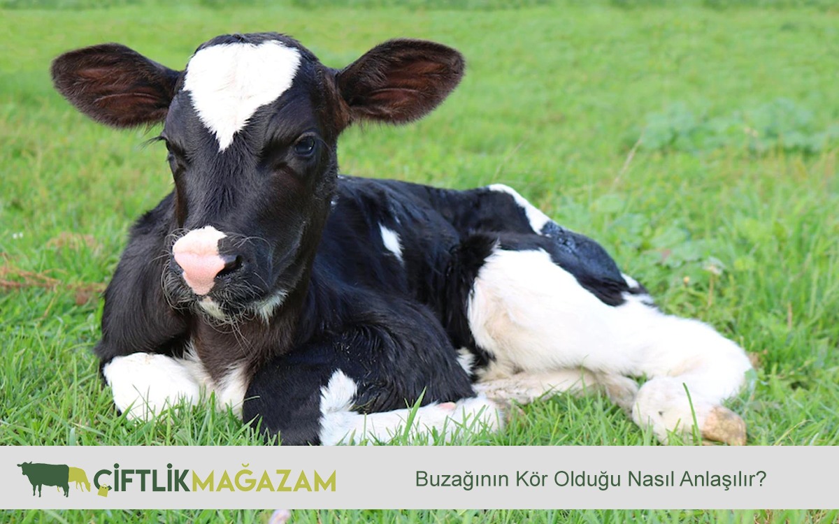 buzağının kör olduğu nasıl anlaşılır
