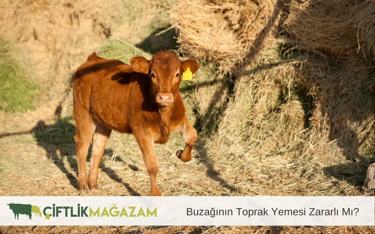 buzağının toprak yemesi