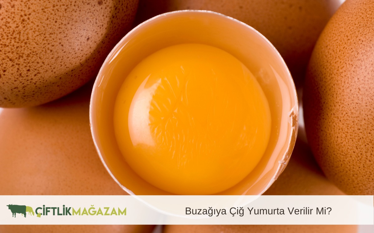 buzağı