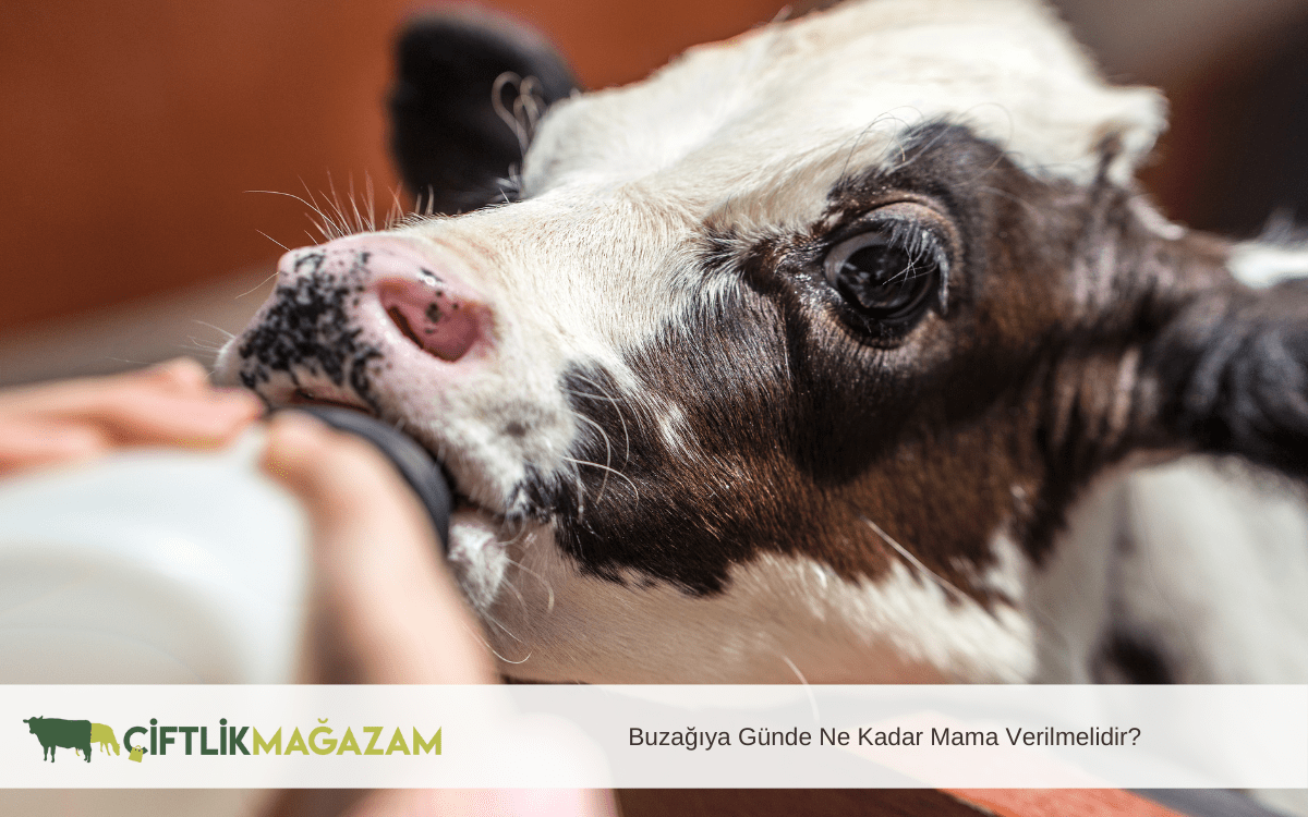 buzağıya günde ne kadar mama verilmelidir
