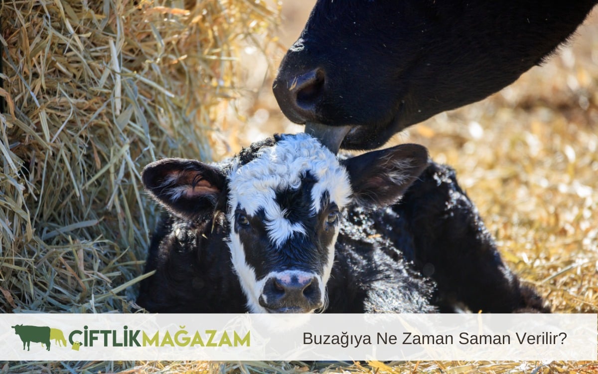 buzağı