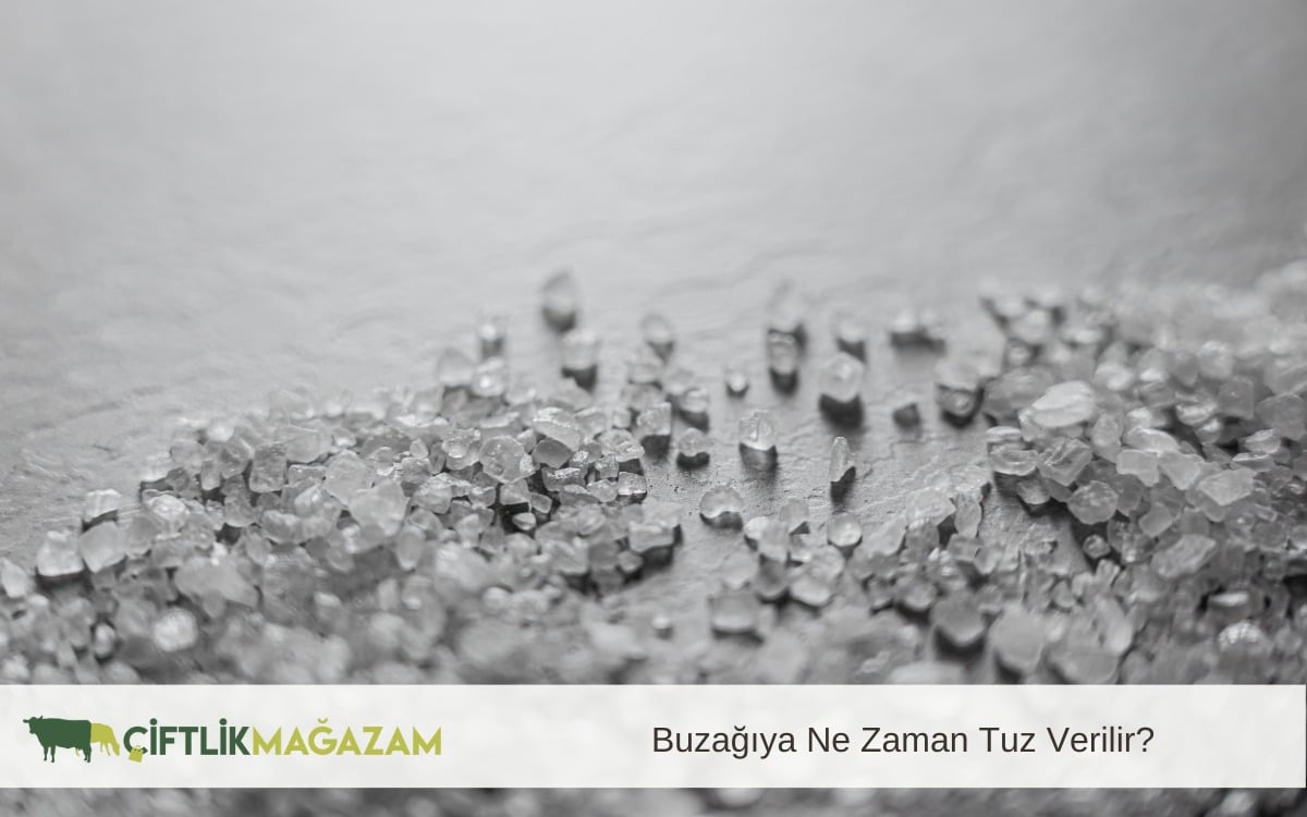 buzağı