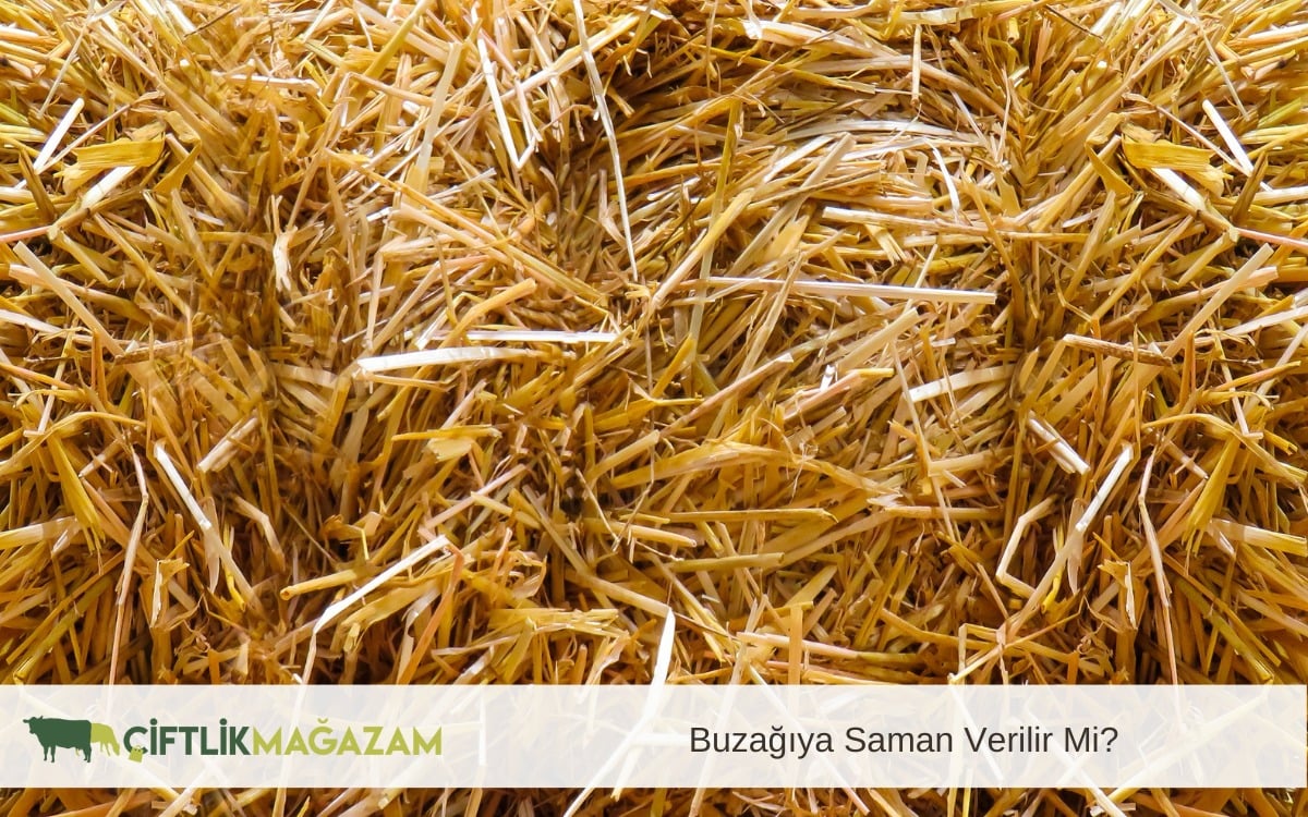 buzağıya saman