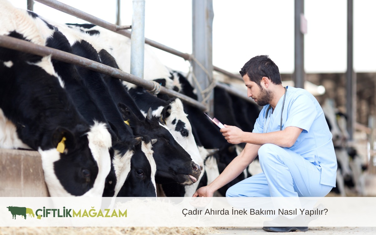 çadır ahırda inek bakımı
