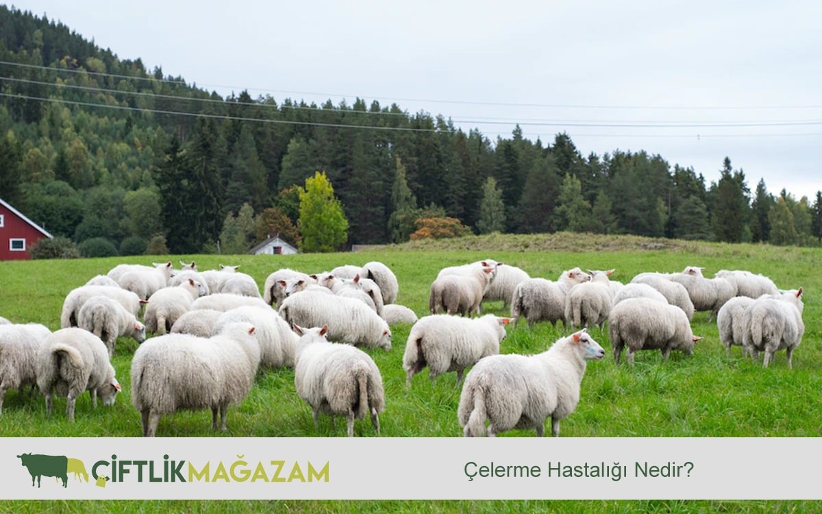 çelerme hastalığı