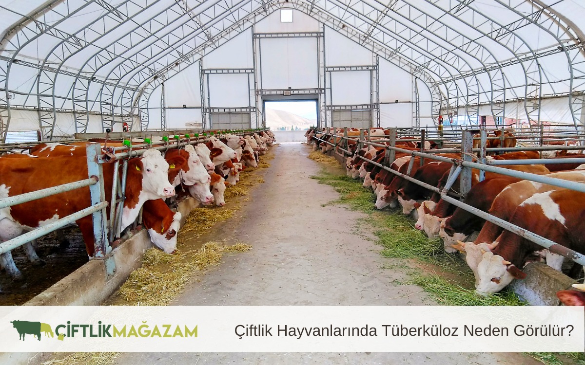 çiftlik hayvanlarında tüberküloz