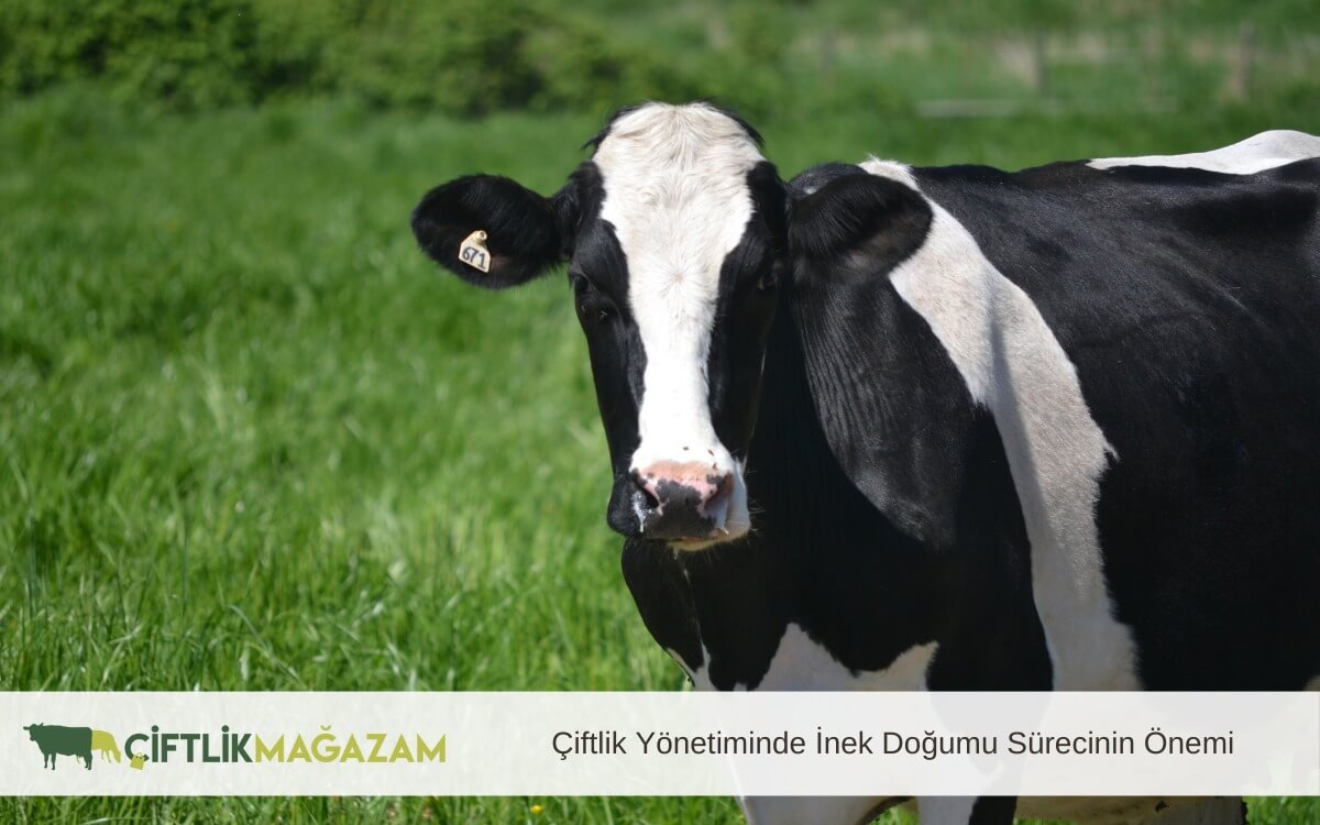 çiftlik yönetiminde inek doğumu