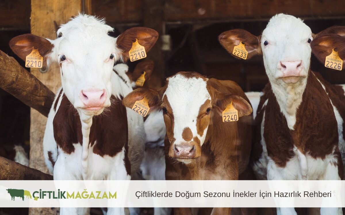 çiftliklerde doğum sezonu
