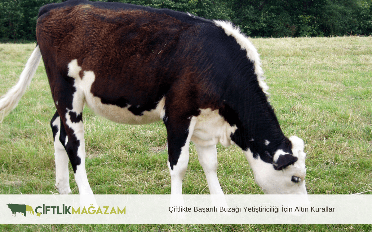 çiftlikte başarılı buzağı yetiştiriciliği
