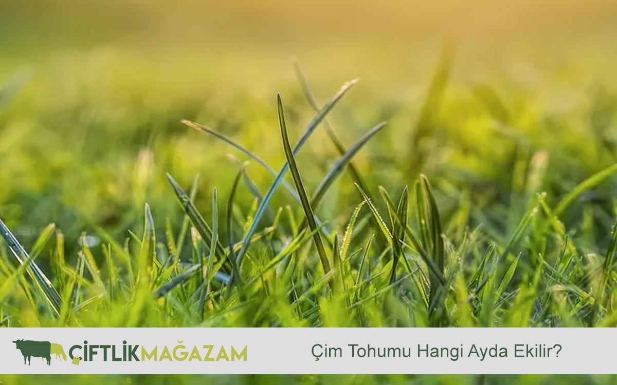 çim tohumu