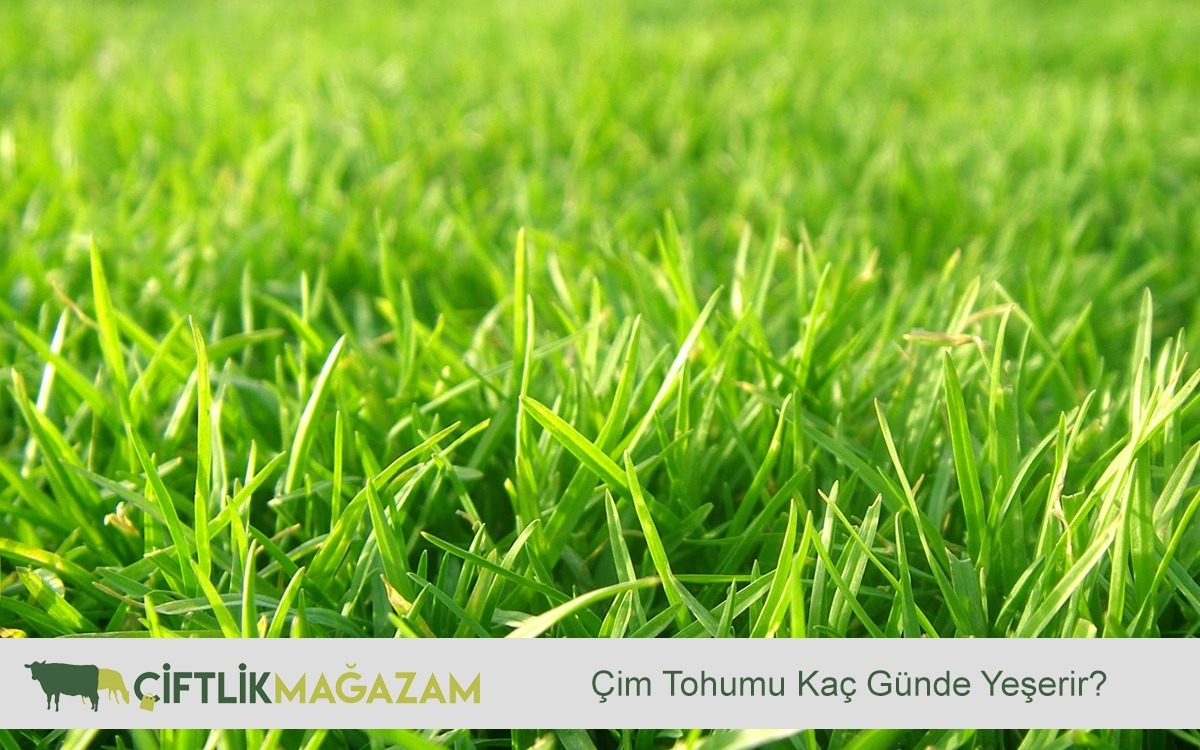 çim tohumu