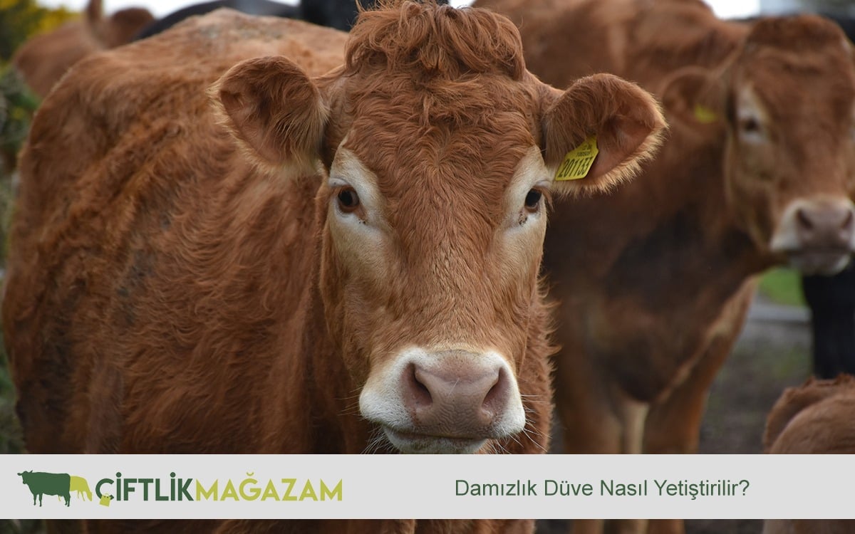 damızlık düve
