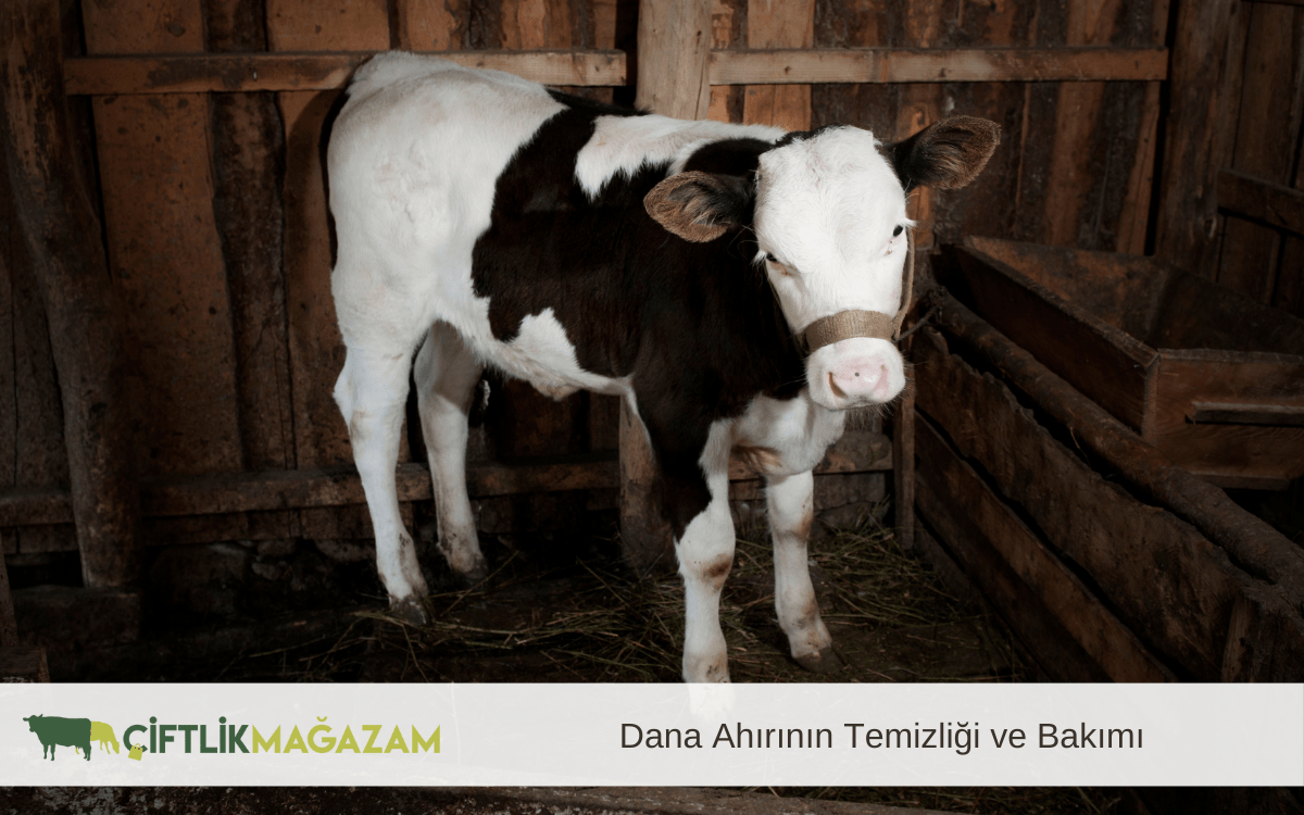 dana ahırının temizliği