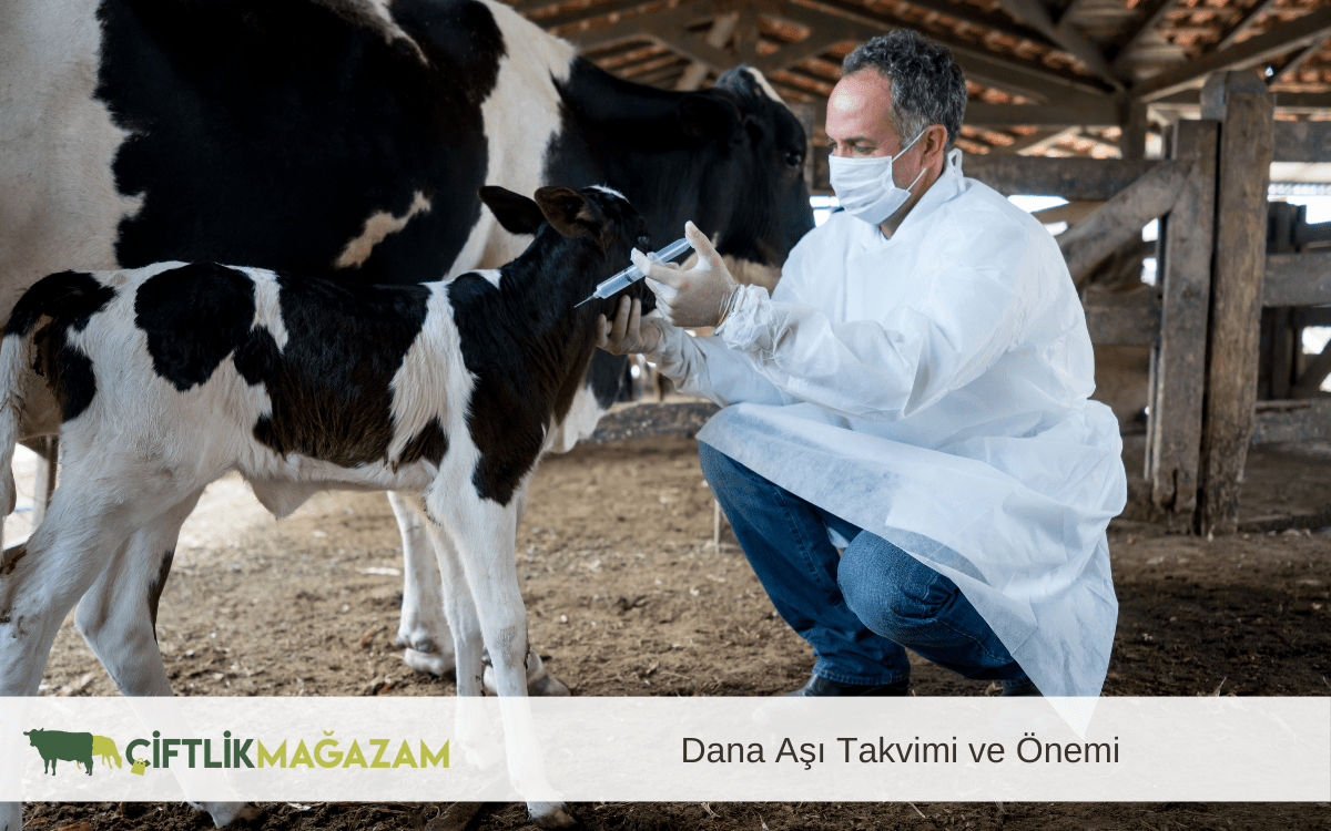 dana aşı takvim