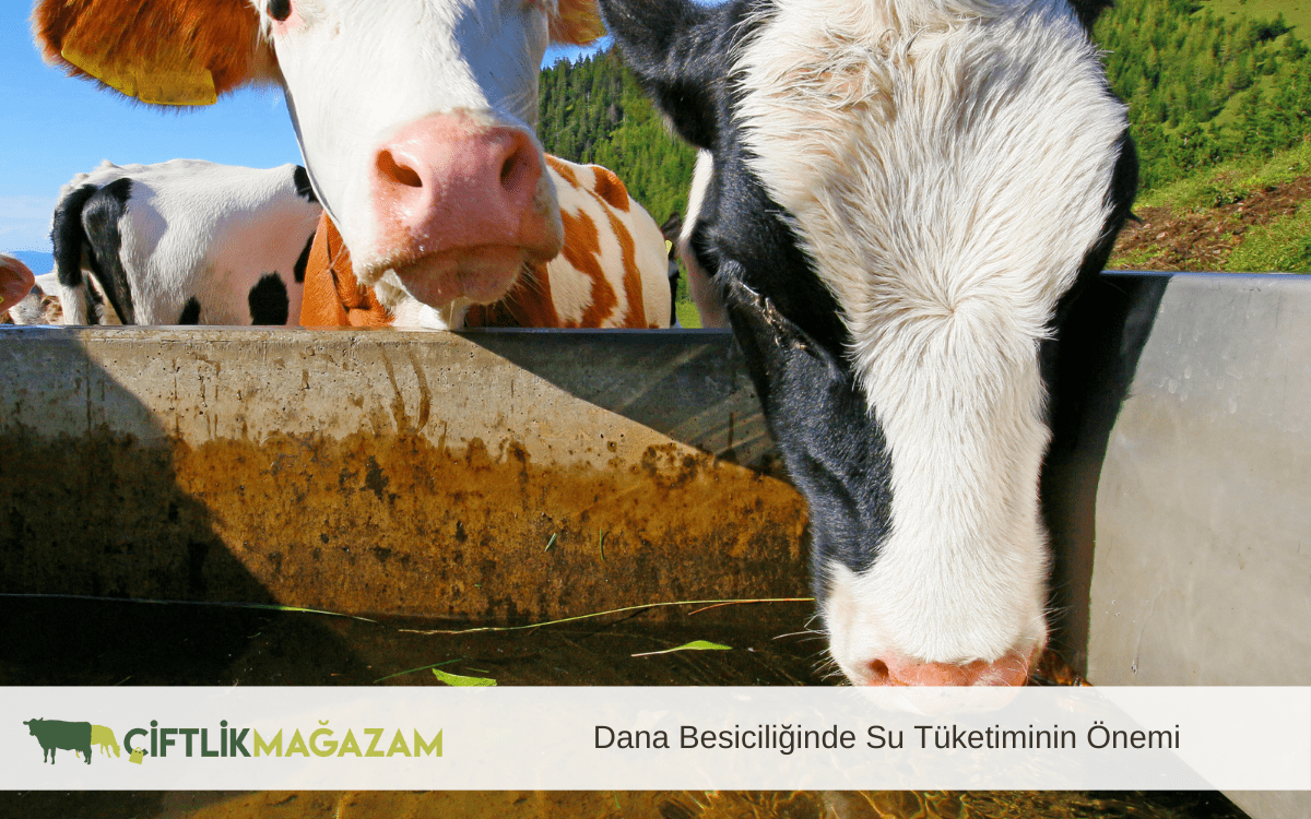 dana besiciliğinde su tüketiminin önemi