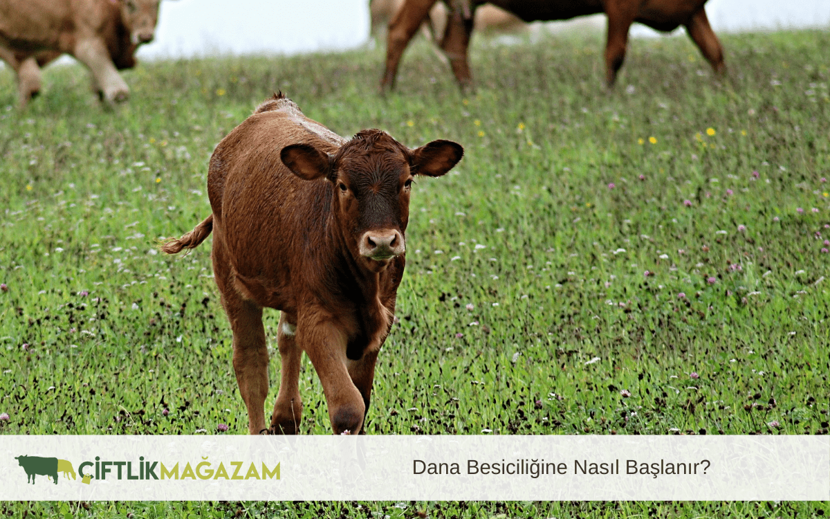 dana besiciliğine nasıl başlanır