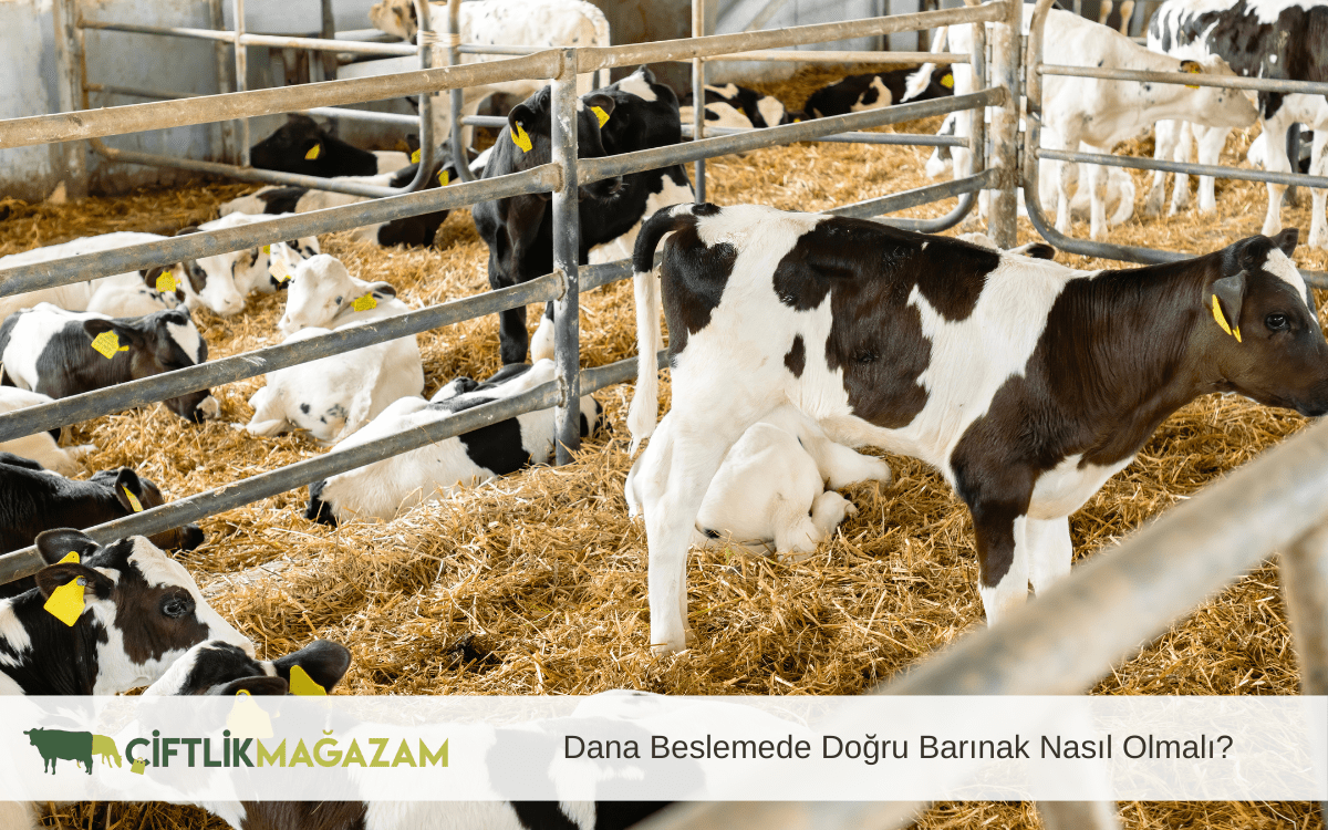 dana beslemede doğru barınak
