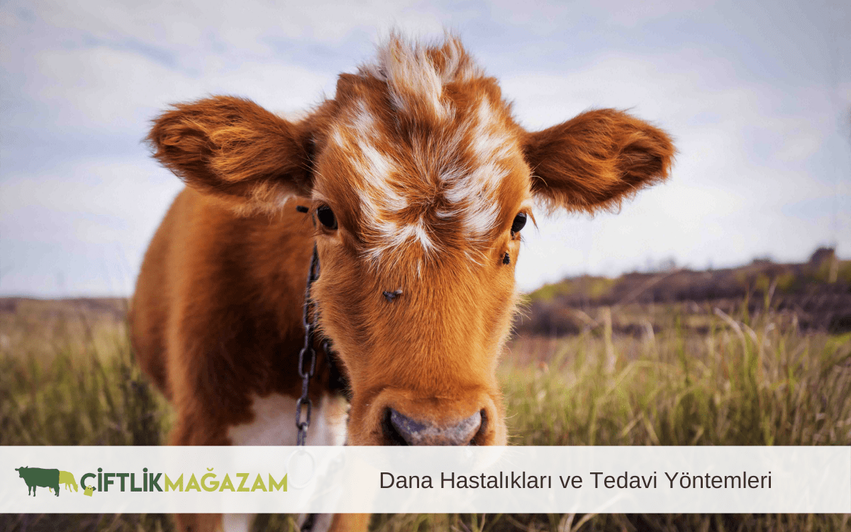 dana hastalıkları ve tedavi