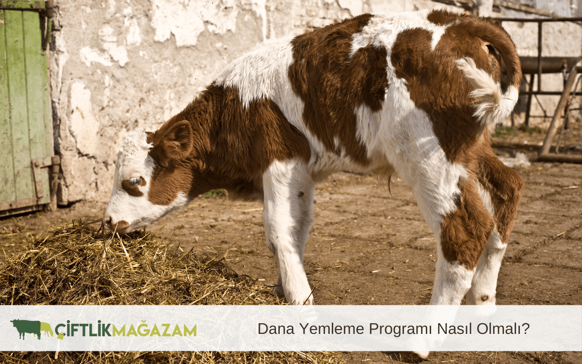 dana yemleme programı