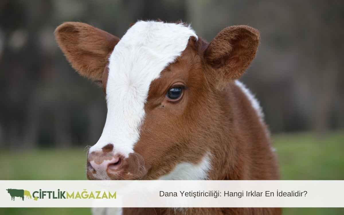 dana yetiştiriciliği