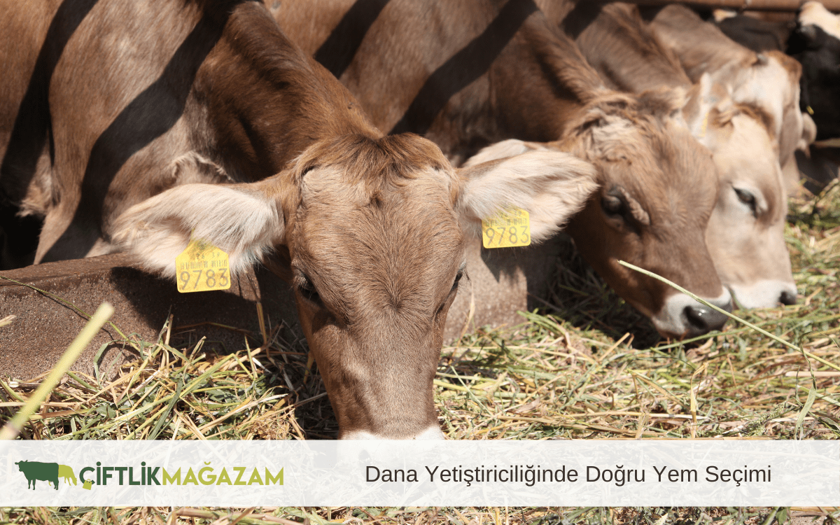 dana yetiştiriciliğinde doğru yem