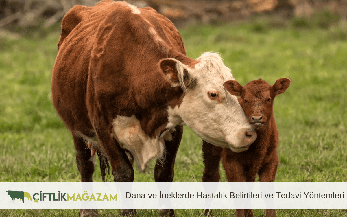 dana ve ineklerde hastalık belirtileri