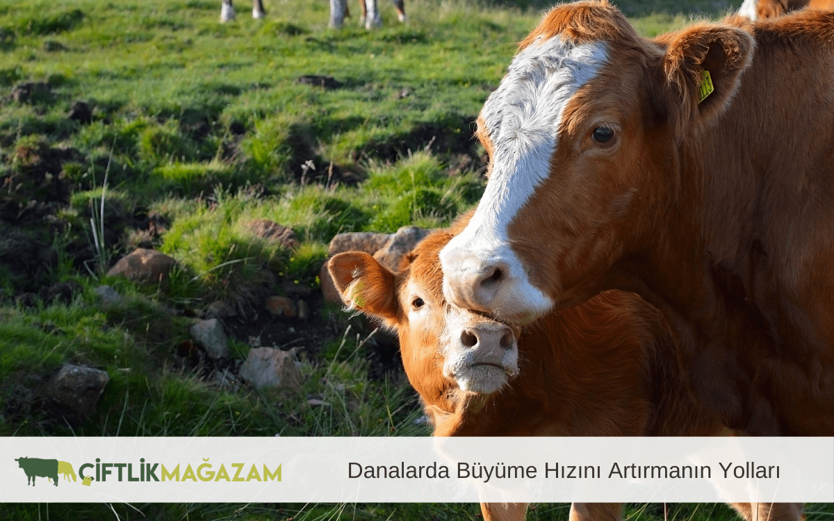 danalarda büyüme