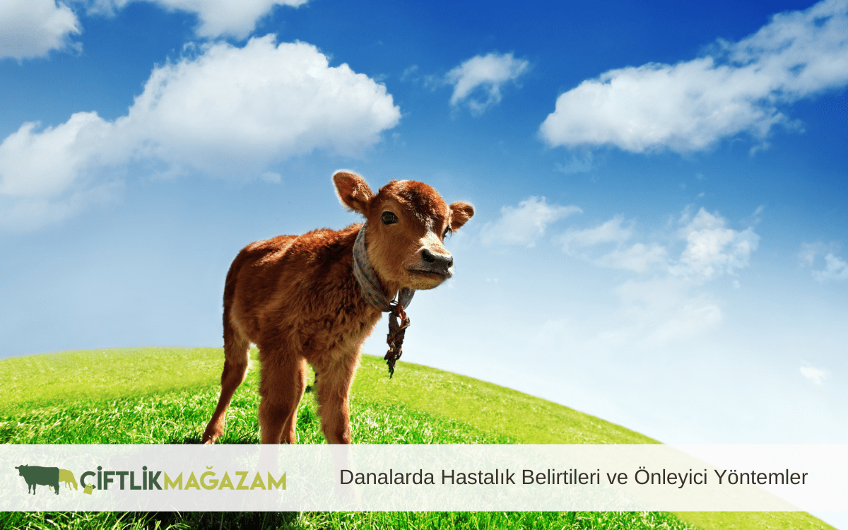 danalarda hastalık belirtileri