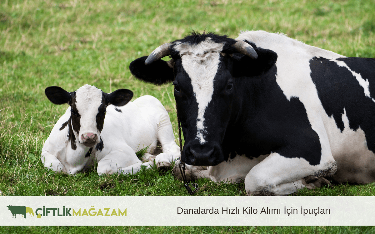 danalarda hızlı kilo alımı