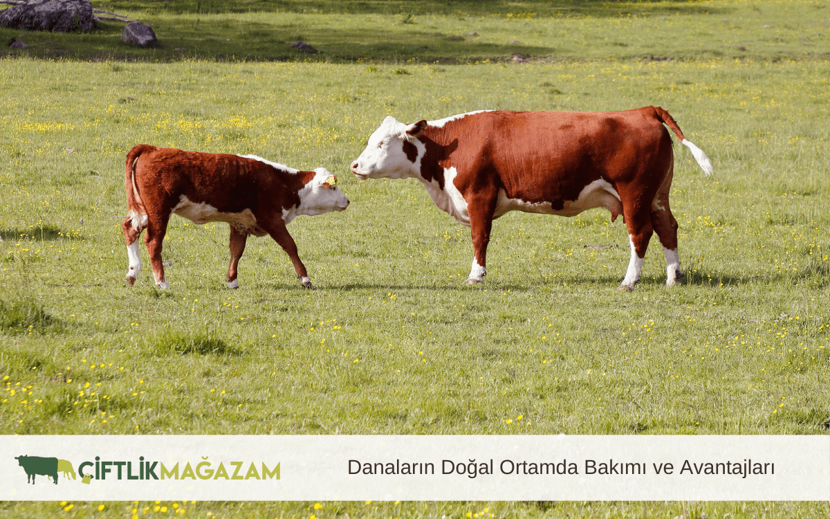 danaların doğal ortamda bakımı