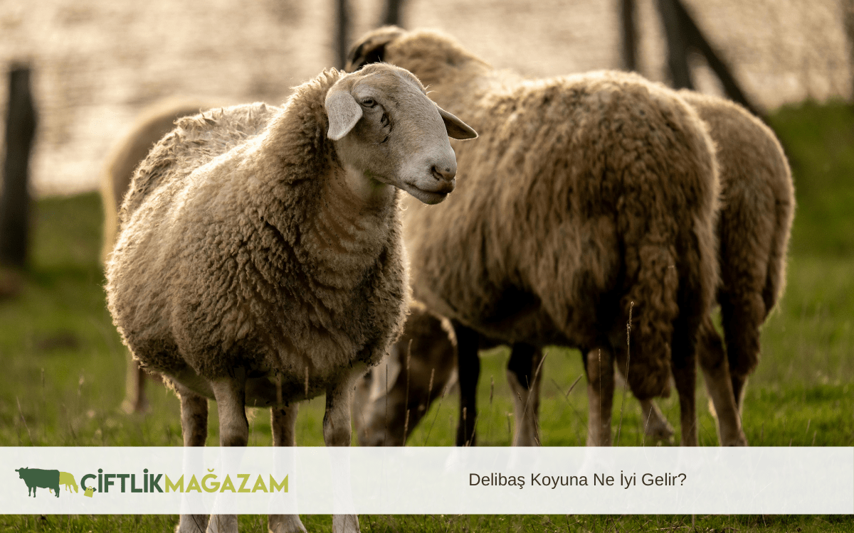 delibaş koyuna ne iyi gelir