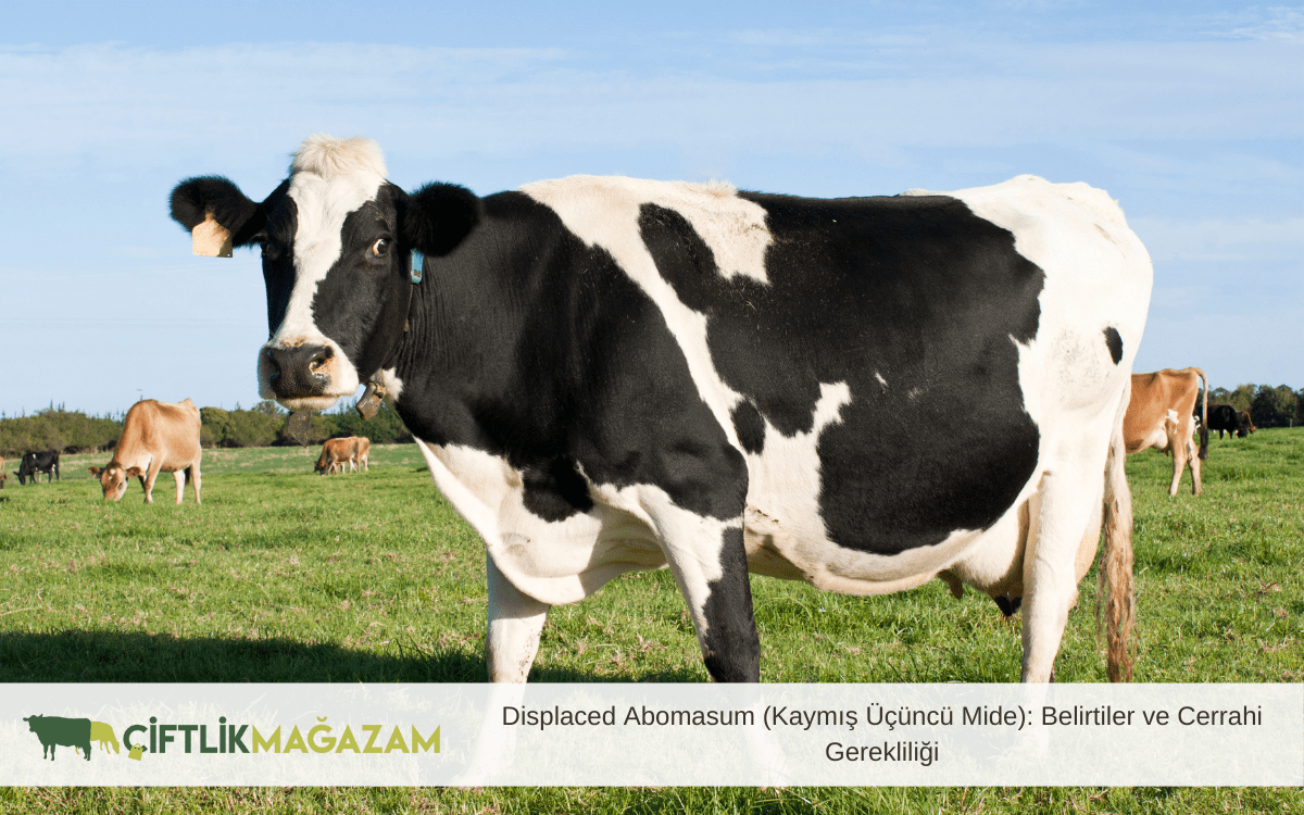displaced abomasum
