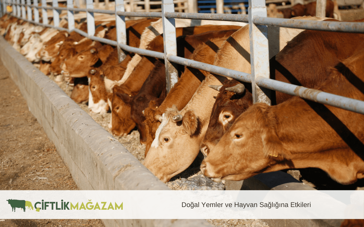 doğal yemler