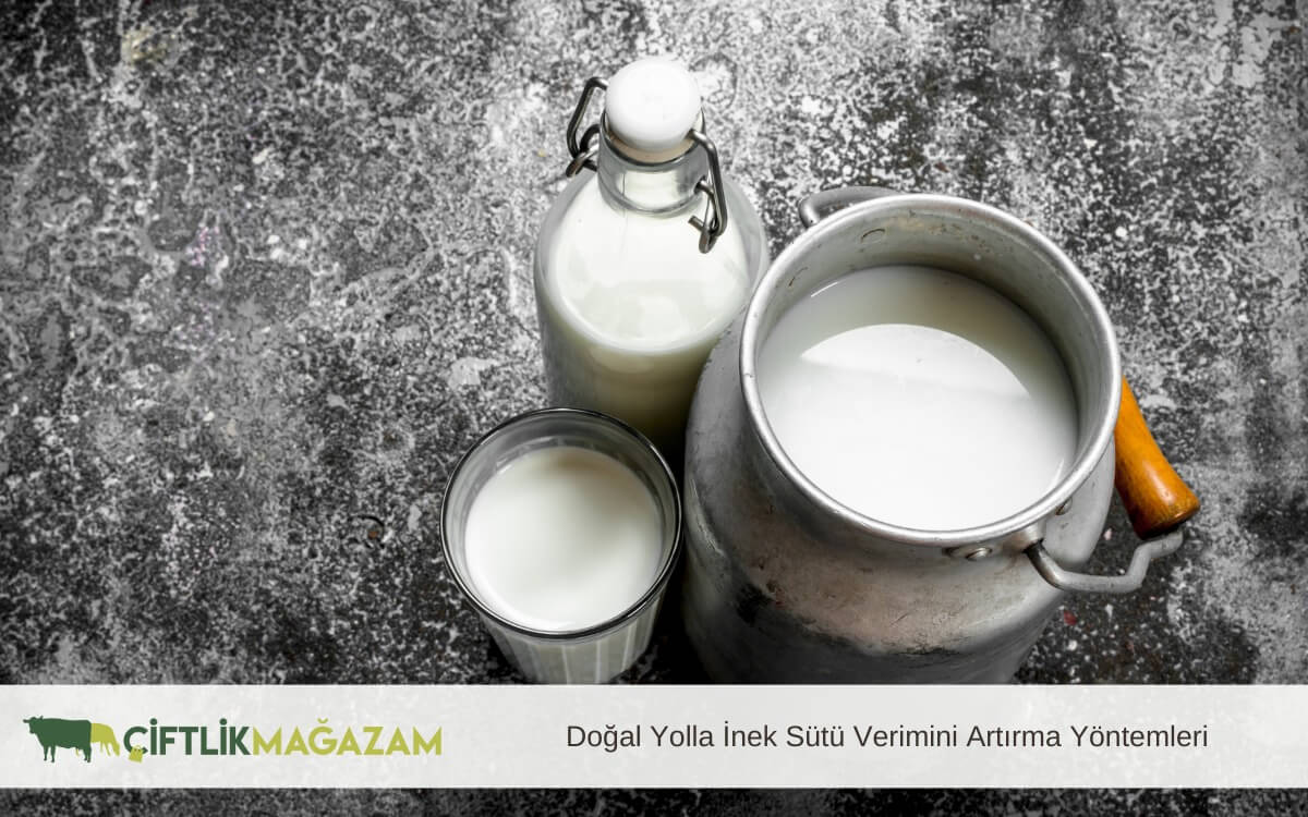 doğal yolla inek süt verimini artırma