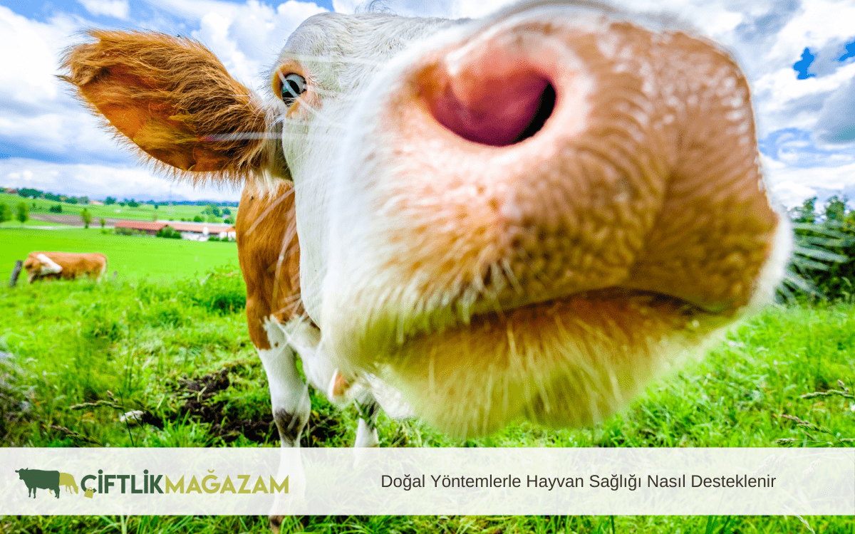 doğal yöntemlerle hayvan sağlığı nasıl desteklenir