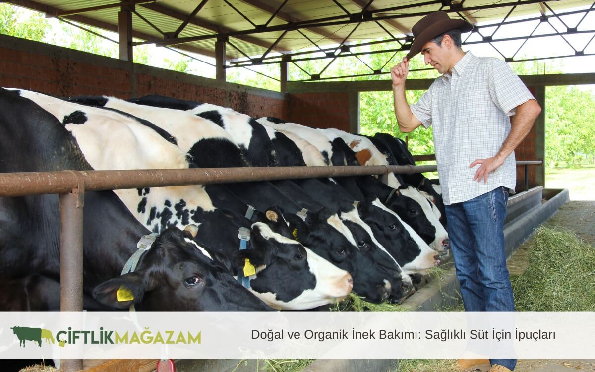 doğal ve organik inek bakımı