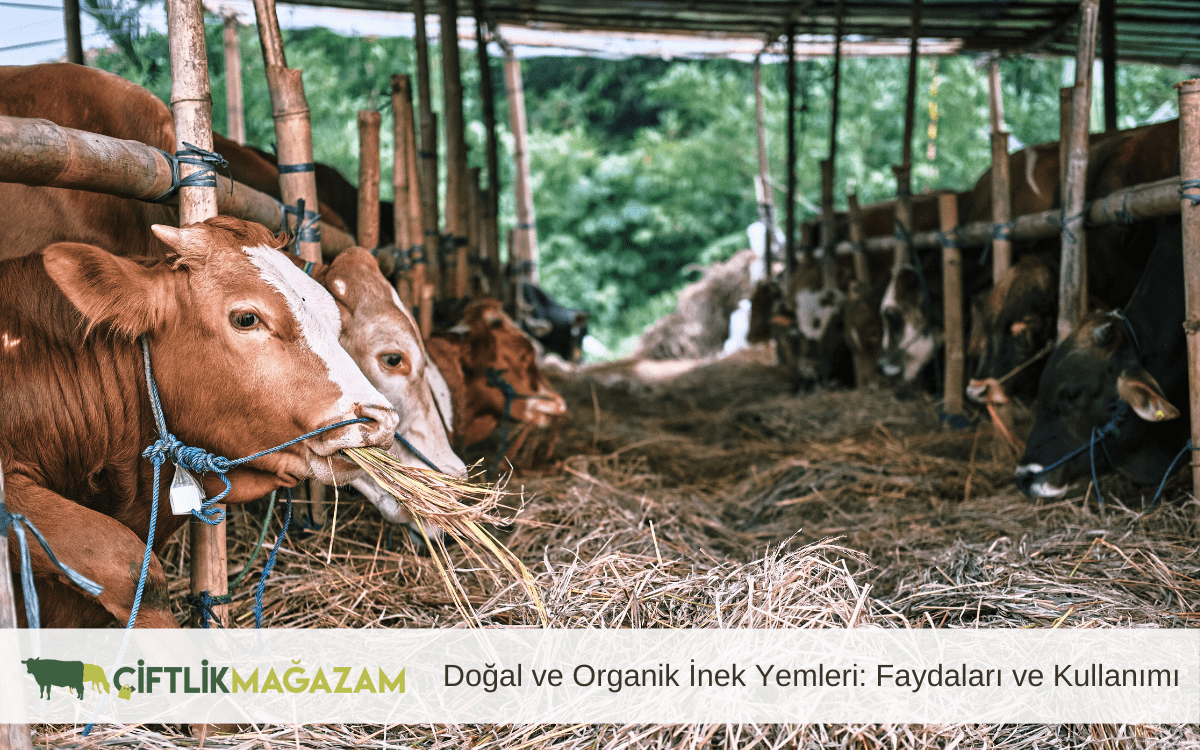 doğal ve organik inek yemleri