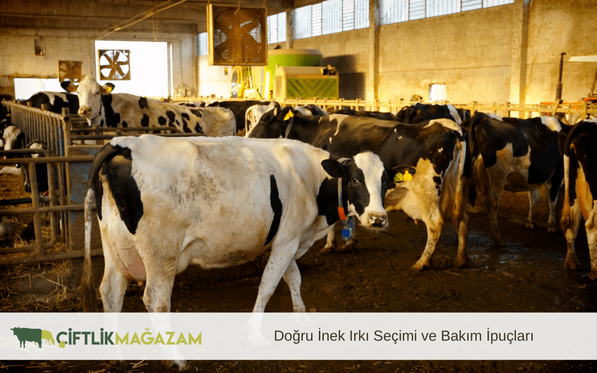 doğru inek ırkı seçimi ve bakım