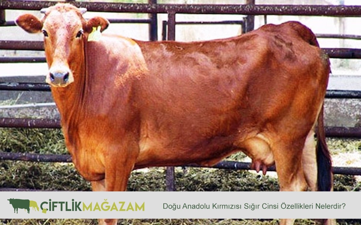 doğu anadolu kırmızısı sığır