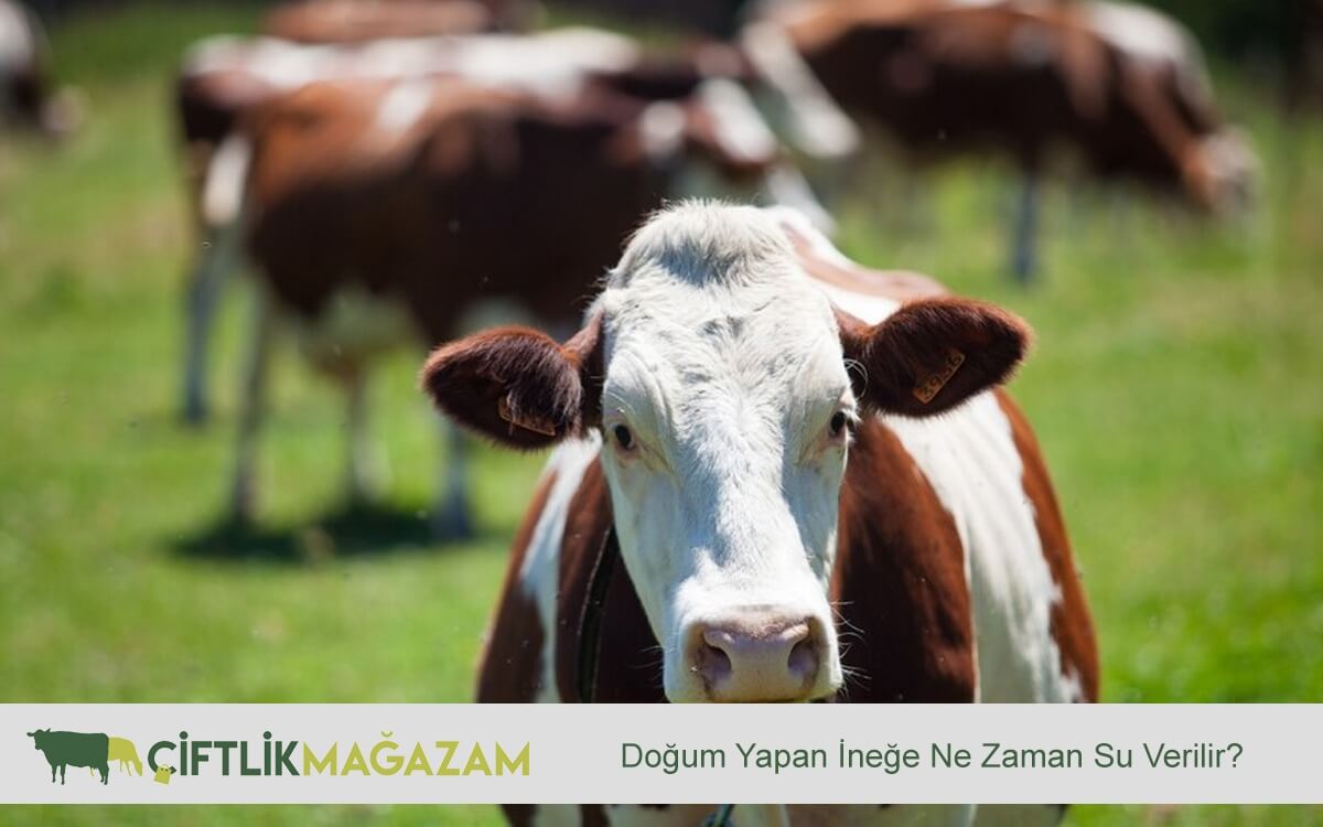 inek sağlığı