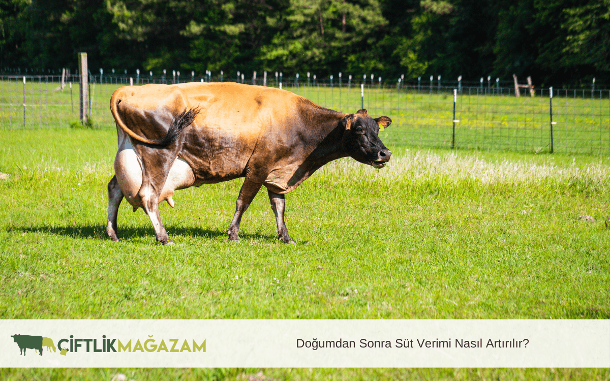 doğumdan sonra süt verimi nasıl artırılır