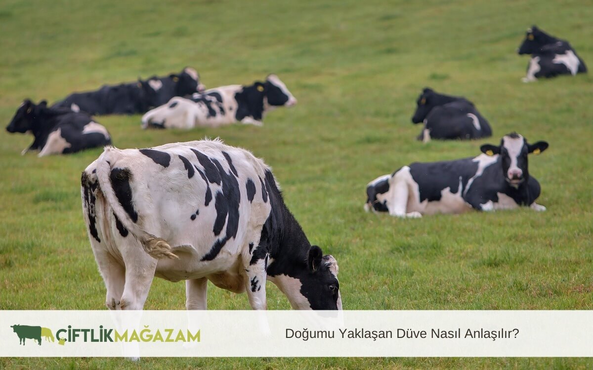 doğumu yaklaşan düve