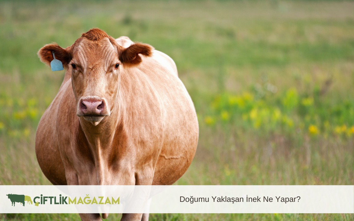 doğumu yaklaşan inek