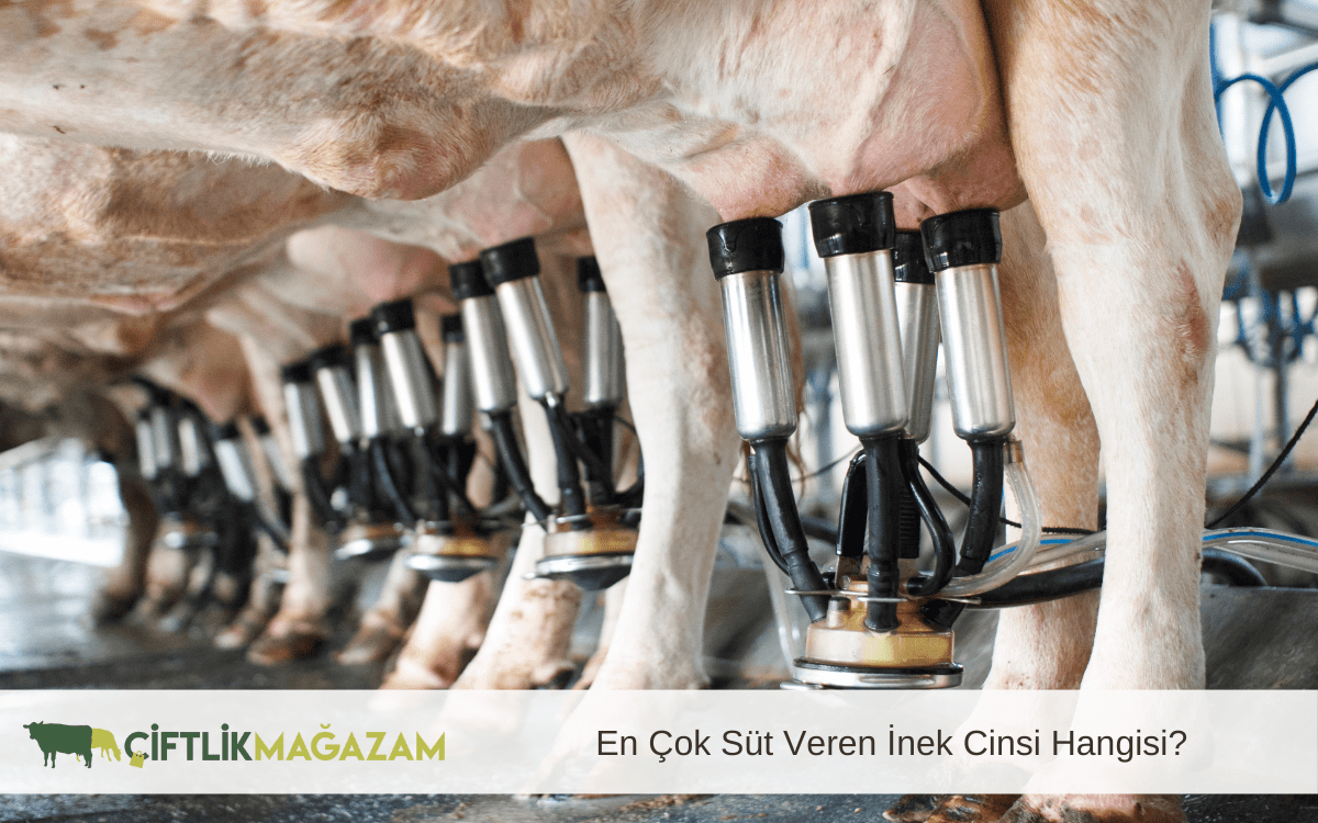 en çok süt veren inek cinsi