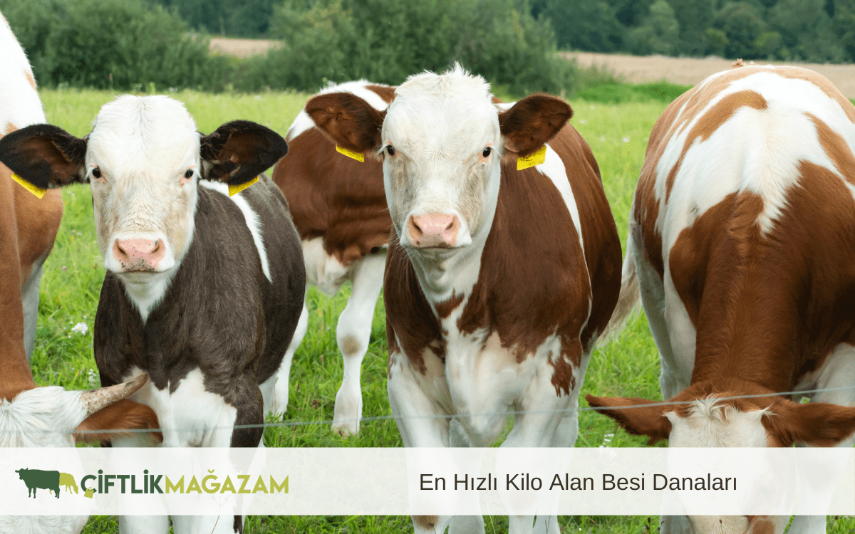 en hızlı kilo alan besi danaları