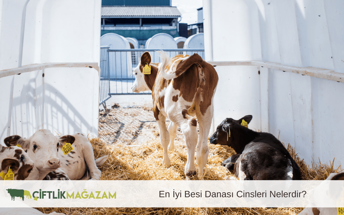 en iyi besi danası cinsleri