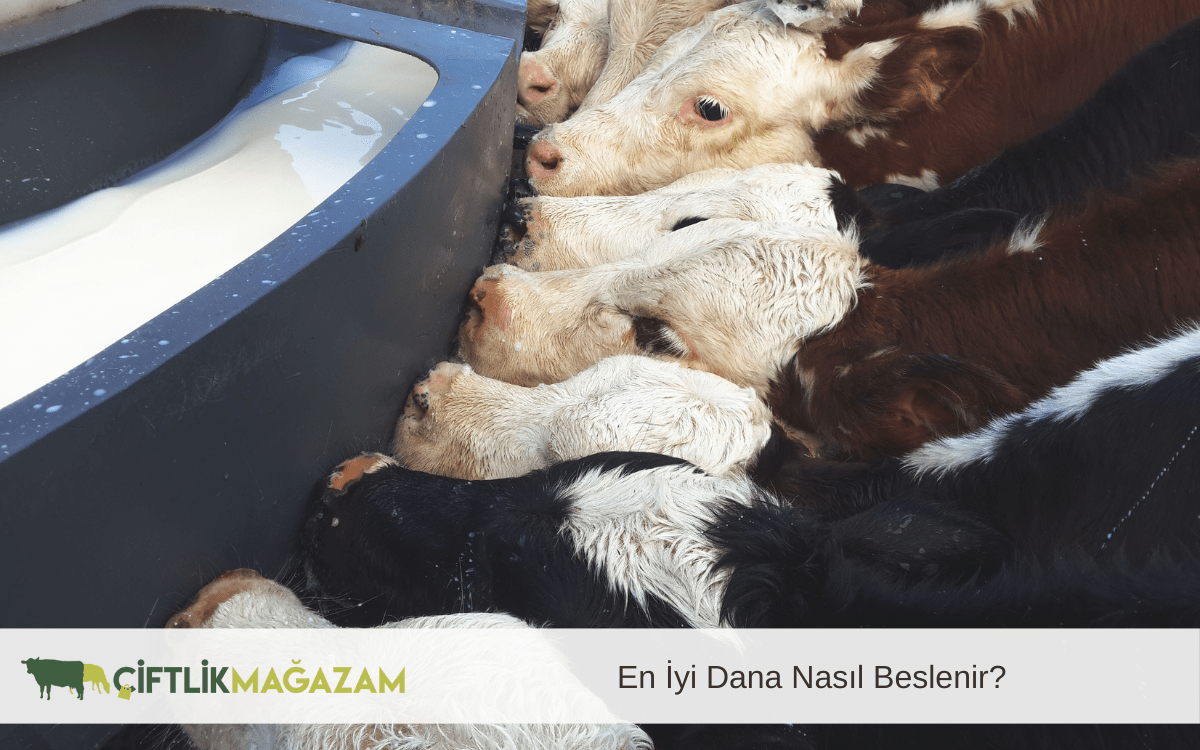 en iyi dana