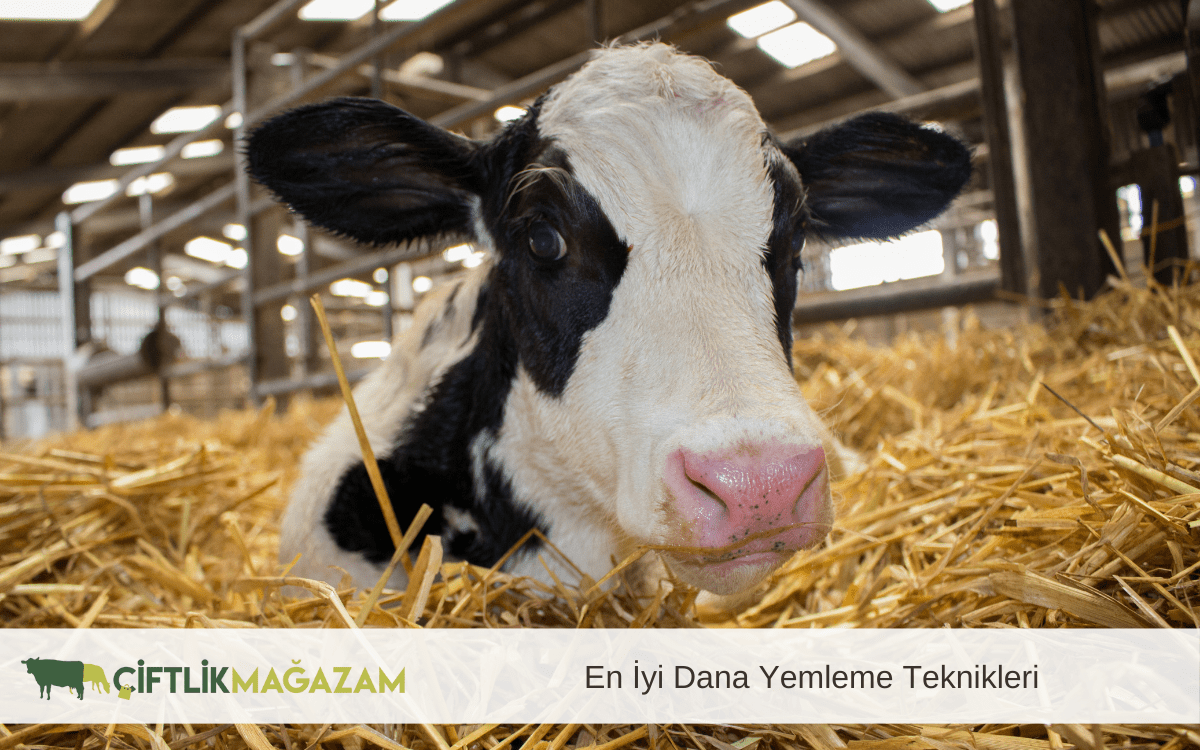 en iyi dana yemleme